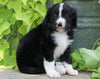 Standard Bernedoodle For Sale Shreve, OH Male- Max