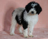 F1B Sheepadoodle For Sale Baltic, OH Female-Tiffany -CHECK OUT OUR VIDEO-