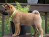 AKC Registered Shiba Inu For Sale Dundee, OH Male- Micky