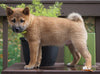 AKC Registered Shiba Inu For Sale Dundee, OH Male- Micky