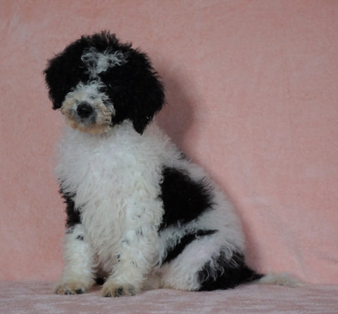 F1B Sheepadoodle For Sale Baltic, OH Female-Tiffany -CHECK OUT OUR VIDEO-