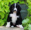 Standard Bernedoodle For Sale Shreve, OH Male- Max