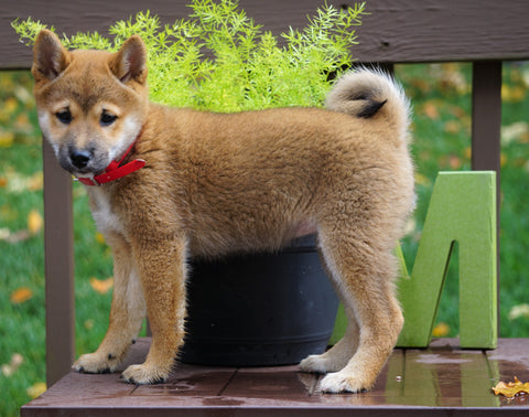 AKC Registered Shiba Inu For Sale Dundee, OH Female- Molly