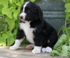 Standard Bernedoodle For Sale Shreve, OH Male- Max