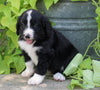 Standard Bernedoodle For Sale Shreve, OH Male- Max
