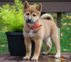 AKC Registered Shiba Inu For Sale Dundee, OH Female- Molly