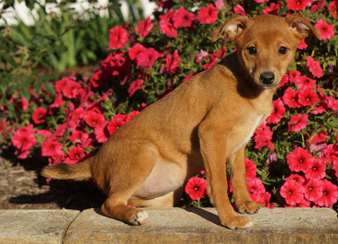 Mini Pinscher For Sale Frederickersburg, OH Female- Shanna