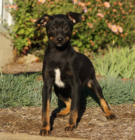Mini Pinscher For Sale Fredericksburg, OH Male- Bingo