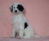 F1B Sheepadoodle For Sale Baltic, OH Female- Rita -CHECK OUT OUR VIDEO-