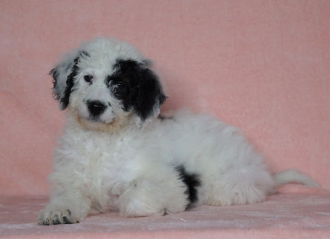 F1B Sheepadoodle For Sale Baltic, OH Female- Rita -CHECK OUT OUR VIDEO-