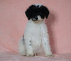 F1B Sheepadoodle For Sale Baltic, OH Male- Bingo -CHECK OUT OUR VIDEO-