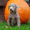 AKC Registered Silver Labrador Retriever Puppy For Sale Sugarcreek, OH Male- Murphy