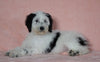 F1B Sheepadoodle For Sale Baltic, OH Female- Ariel -CHECK OUT OUR VIDEO-
