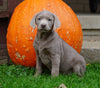 AKC Registered Silver Labrador Retriever Puppy For Sale Sugarcreek, OH Male- Murphy