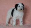 F1B Sheepadoodle For Sale Baltic, OH Female- Ariel -CHECK OUT OUR VIDEO-