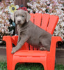 AKC Registered Silver Labrador Retriever Puppy For Sale Sugarcreek, OH Male- Murphy