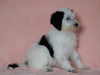 F1B Sheepadoodle For Sale Baltic, OH Female- Ariel -CHECK OUT OUR VIDEO-