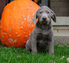 AKC Registered Silver Labrador Retriever Puppy For Sale Sugarcreek, OH Male- Victor