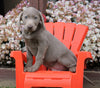 AKC Registered Silver Labrador Retriever Puppy For Sale Sugarcreek, OH Male- Victor
