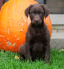 AKC Registered Chocolate Labrador Retriever Puppy For Sale Sugarcreek, OH Male- Sparky