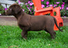 AKC Registered Chocolate Labrador Retriever Puppy For Sale Sugarcreek, OH Male- Sparky