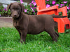 AKC Registered Chocolate Labrador Retriever Puppy For Sale Sugarcreek, OH Male- Sparky