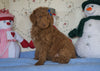 Standard F1B Goldendoodle For Sale Sugarcreek, OH Male- Cute Spot