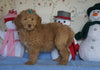 Standard F1B Goldendoodle For Sale Sugarcreek, OH Male- Bubbles
