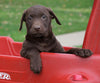 AKC Registered Chocolate Labrador Retriever Puppy For Sale Sugarcreek OH Male- Travis