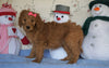 Standard F1B Goldendoodle For Sale Sugarcreek, OH Female- Lollipop