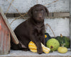 AKC Registered Chocolate Labrador Retriever Puppy For Sale Sugarcreek OH Male- Travis