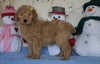 Standard F1B Goldendoodle For Sale Sugarcreek, OH Male- Sugar