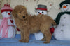 Standard F1B Goldendoodle For Sale Sugarcreek, OH Male- Sugar