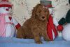 Standard F1B Goldendoodle For Sale Sugarcreek, OH Male- Bingo