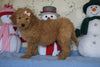 Standard F1B Goldendoodle For Sale Sugarcreek, OH Female- Sunshine