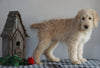 F1B Mini Labradoodle For Sale Millersburg, OH Male- Frank