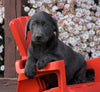 AKC Registered Charcoal Labrador Retriever Puppy For Sale Sugarcreek, OH Male- Arthur