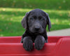 AKC Registered Charcoal Labrador Retriever Puppy For Sale Sugarcreek, OH Male- Arthur