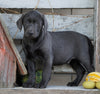 AKC Registered Charcoal Labrador Retriever Puppy For Sale Sugarcreek, OH Male- Arthur