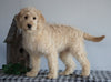 F1B Mini Labradoodle For Sale Millersburg, OH Male- Frank