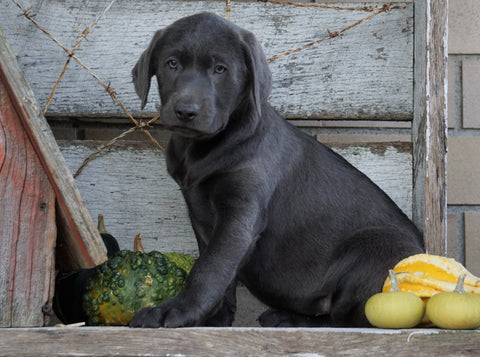 AKC Registered Charcoal Labrador Retriever Puppy For Sale Sugarcreek, OH Male- Arthur