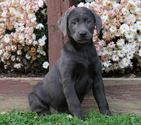 AKC Registered Charcoal Labrador Retriever Puppy For Sale Sugarcreek, OH Female- Nelly