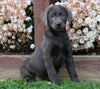 AKC Registered Charcoal Labrador Retriever Puppy For Sale Sugarcreek, OH Female- Nelly