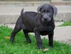 AKC Registered Charcoal Labrador Retriever Puppy For Sale Sugarcreek, OH Female- Nelly