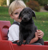 AKC Registered Charcoal Labrador Retriever Puppy For Sale Sugarcreek, OH Female- Nelly
