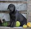 AKC Registered Charcoal Labrador Retriever Puppy For Sale Sugarcreek, OH Female- Nelly