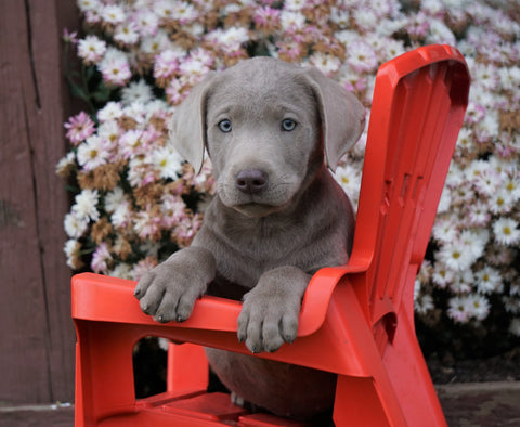 AKC Registered Silver Labrador Retriever Puppy For Sale Sugarcreek, OH Male- Fernando