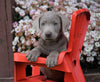 AKC Registered Silver Labrador Retriever Puppy For Sale Sugarcreek, OH Male- Fernando