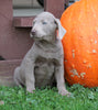 AKC Registered Silver Labrador Retriever Puppy For Sale Sugarcreek, OH Male- Fernando