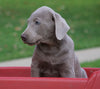 AKC Registered Silver Labrador Retriever Puppy For Sale Sugarcreek, OH Male- Fernando